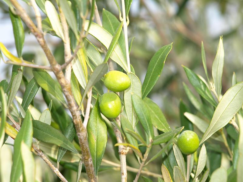 Copy of P9114384.JPG